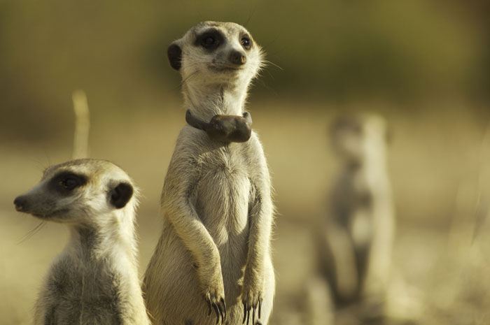 meerkat manor